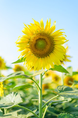 Fototapeta premium Fresh sunflower with blue sky in sunshine day