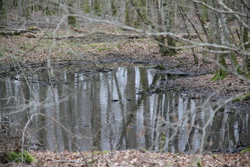 Flaque d'eau noire dans la forêt