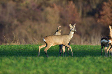 Roe deer with one antler walking and grazing grass in autumn 