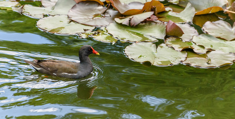 Moorhen swimming in the lake