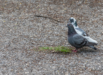 Pigeon family in the park