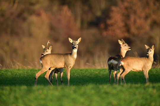 Herd of roedeer on the pasture graze grass in autumn before winter