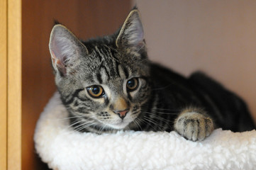 my cute Bengale cats