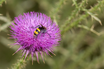 Wasp polonating burdock flowers. Flower closeup with copy space.