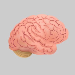 Human brain on a gray background. Monochrome brain engraving side view.