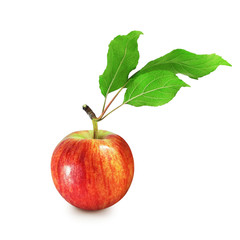 Ripe red variegated apple with three lush leaves isolated on white background. Colorful glossy fruits for label or pack.