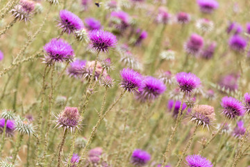 Burdock blossom in the wilderness area. Natural medicine herbs known in herbal medicine around the world.