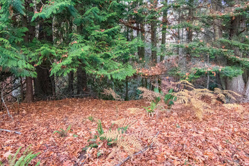 shoreline on bainbridge island with glow from the setting sun