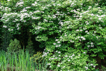 Beautiful white flowers of blooming Viburnum opulus on dark green background near pond. Viburnum opulus large, deciduous shrub. Selective focus. Nature concept for natural design