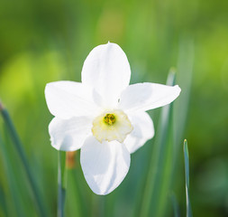 One white daffodil blooming in the spring garden on sunny day. Close up