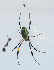Golden Orb 