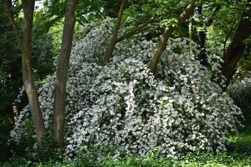 Slender Pride Of Rochester (Deutzia Gracilis Nikko), ornamental shrub with beautiful white flowers...