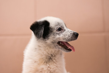little beautiful puppy on a beige background.