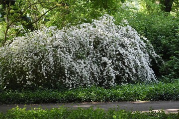 Slender Pride Of Rochester (Deutzia Gracilis Nikko), ornamental shrub with beautiful white flowers...
