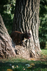 Fototapeta na wymiar Dog French Bulldog takes an obstacle