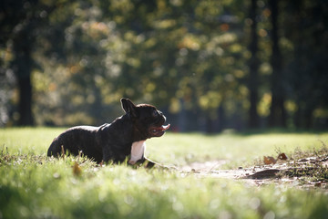 French bulldog dog lies sunny day