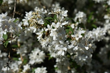 White flowers of Slender Pride Of Rochester (Deutzia Gracilis Nikko), commonly known as a Slender Deutzia, is a plant in the hydrangea family, Hydrangeaceae.