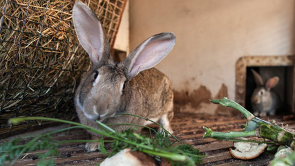 Adorable fluffy bunny rabbit at the farm in the cage. easter, farming concept