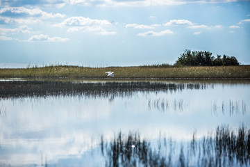 flying heron in Everglades