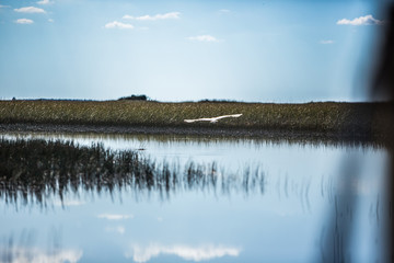 Obraz na płótnie Canvas gliding heron in Everglades