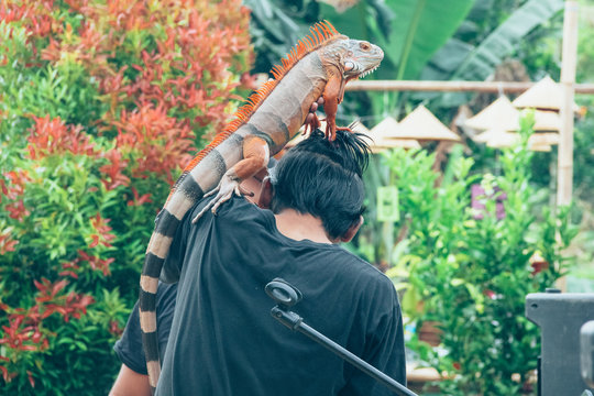 Big Iguana\