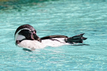 Pingwin w wodzie