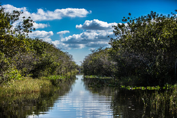 mangrove trees in Everglades