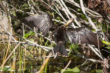 cormoran spreading wings