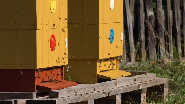 A close view of two yellow bee hives in nature on a sunny day, bees fly in and out.