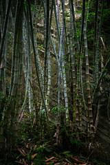 bamboo grove along a path in a tropical park