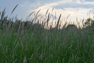 green grass and blue sky