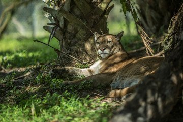 lioness lying down under tree
