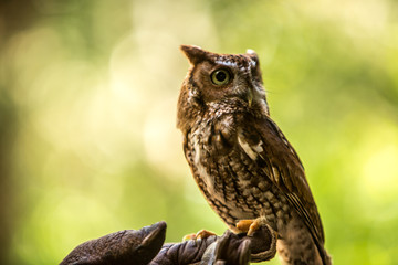 owl on hand
