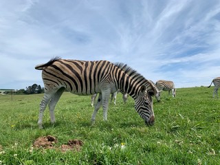 Fototapeta na wymiar Zebra Grazing In Field