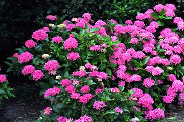 Pink Hortensia (Hydrangea Macrophylla) flowers in the garden. It is a species of flowering plant with large spectacular flowers, in the family Hydrangeaceae.