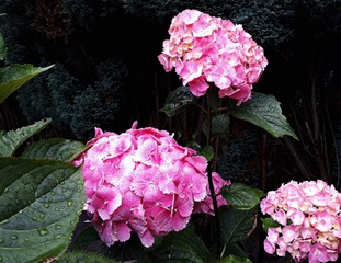 Pink Hortensia (Hydrangea Macrophylla) flowers in the garden. It is a species of flowering plant...