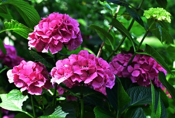Pink Hortensia (Hydrangea Macrophylla) flowers in the garden. It is a species of flowering plant with large spectacular flowers, in the family Hydrangeaceae.