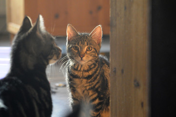 my cute Bengale cats