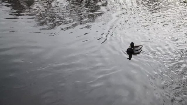 A duck and a Drake swim up the river against the current