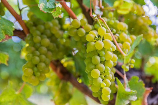New Zealand, Marlborough Region, Close-up of Sauvignon Blanc grapes growing in vineyard