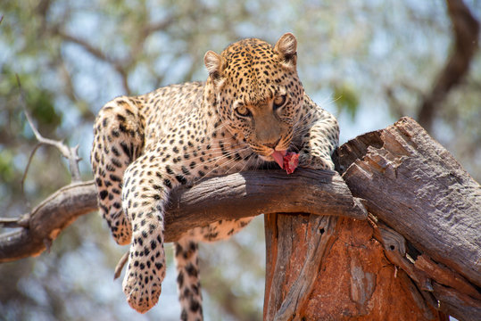 Namibia, Leopard eating raw meat on tree