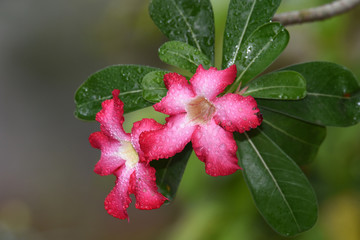 Red and white flowers bloom and the water from the rain is still attached with a few leaves and green stems