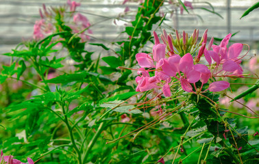 group of bouquet pink flower blossom in garden . green leaves tree textured background.