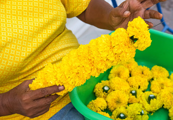 women use long steering garland needle. yellow marigold flower for sacred item buddism