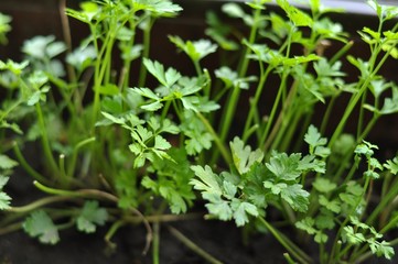  parsley in the garden