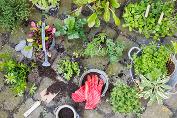Planting of various green culinary herbs