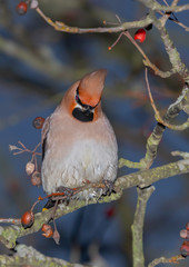 Cute bohemian waxwing posing with a head tilt.