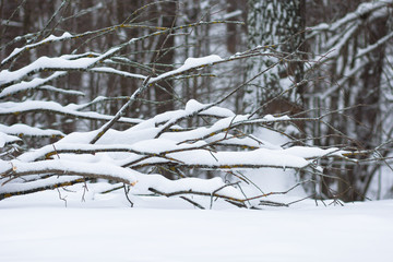 View of tree branches with snow in the winter forest