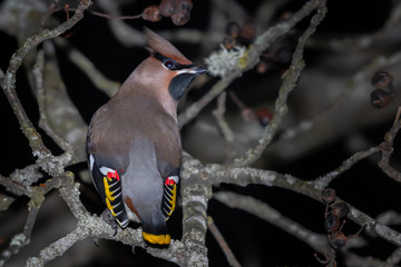 Gorgeous bohemian waxwing showing colors of its back.