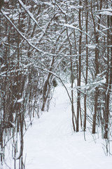 View of trees in the snowy forest in wintertime